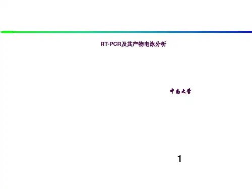 RT-PCR及其产物电泳分析ppt课件
