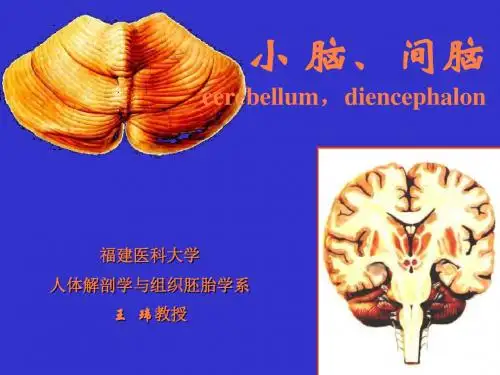 局部解剖学PPT课件