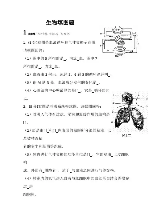 七年级下生物填图题(含答案)