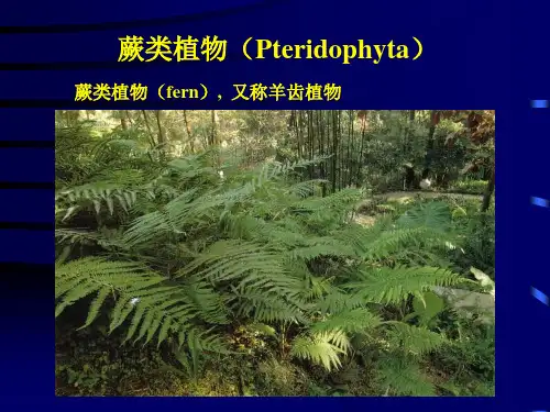 蕨类植物简介ppt