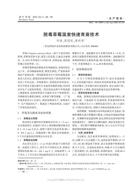 脱毒草莓温室快速育苗技术