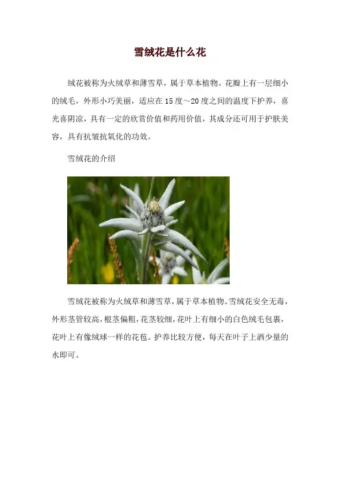 雪绒花是什么花
