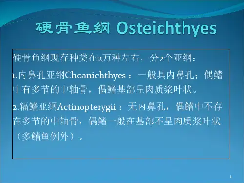 鱼类分类ppt课件