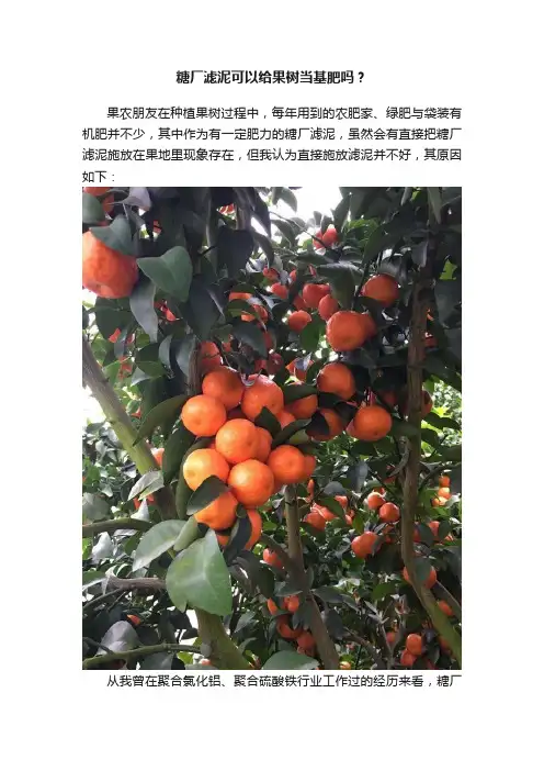糖厂滤泥可以给果树当基肥吗？
