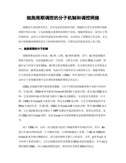 细胞周期调控的分子机制和调控网络