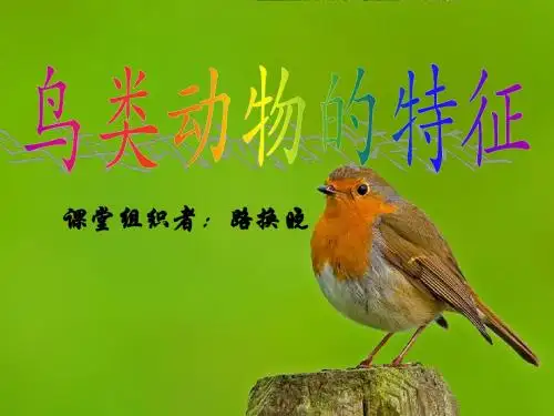 《鸟类动物的特征上课用