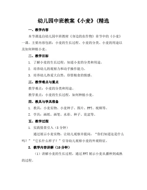 幼儿园中班教案《小麦》(精选