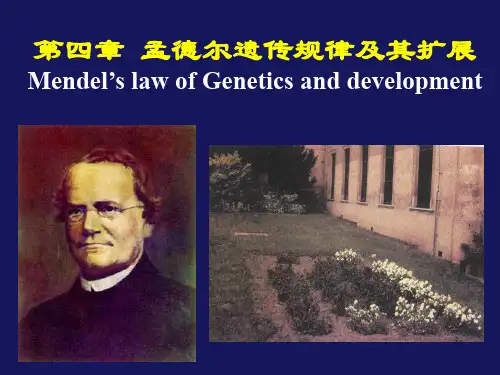 《动物遗传学》教学课件：第四章-孟德尔遗传规律及其扩展