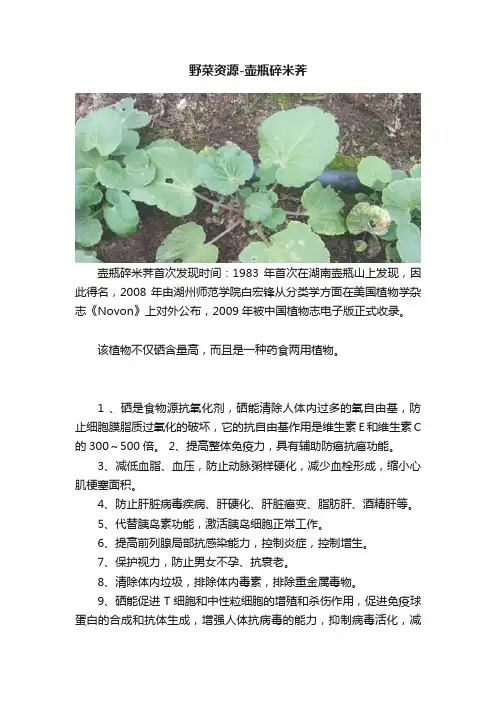 野菜资源-壶瓶碎米荠
