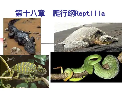 18爬行纲