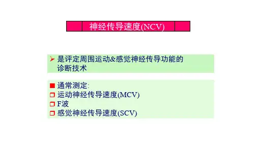 神经传导速度