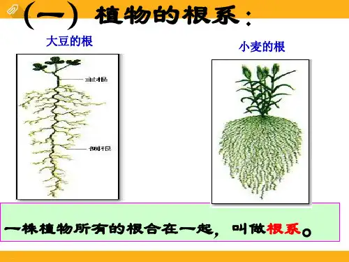植物的根与物质吸收PPT完美版课件