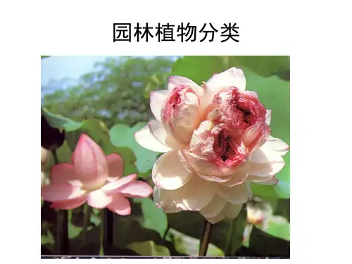 园林植物分类