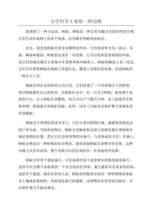 小学科学3观察一种动物