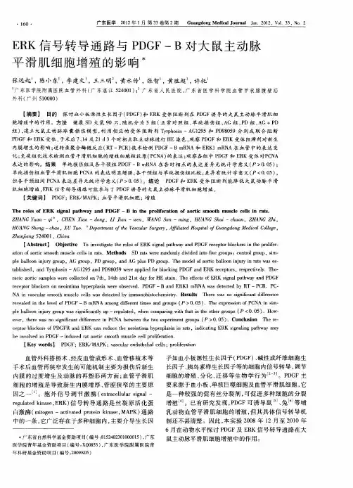 ERK信号转导通路与PDGF-B对大鼠主动脉平滑肌细胞增殖的影响