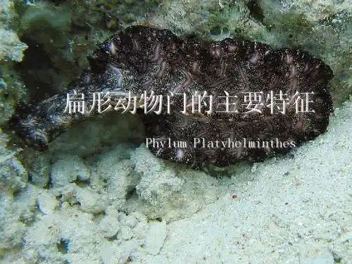 扁形动物(自制课件)