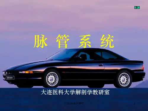 心血管系统解剖ppt课件