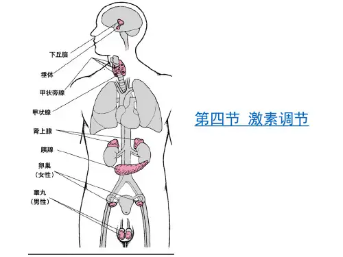 4激素调节-人教版七年级生物下册优质课件(共20张PPT)
