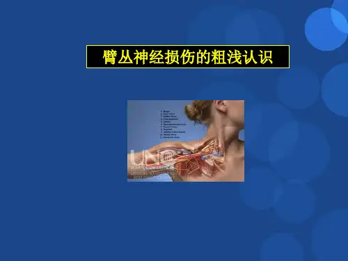 臂丛神经ppt参考课件