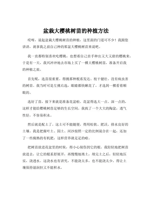 盆栽大樱桃树苗的种植方法