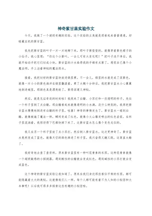 神奇紫甘蓝实验作文