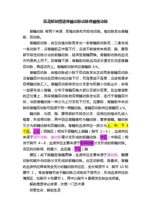 高清解剖图谱脊髓动脉动脉脊髓椎动脉