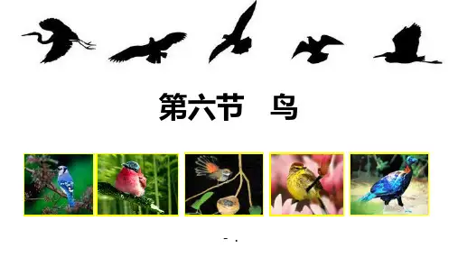 《鸟》PPT教学课件