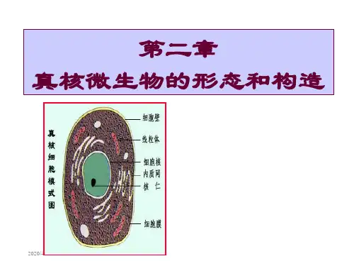 3第二章真核微生物的形态、构造