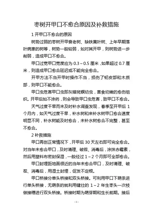枣树开甲口不愈合原因及补救措施