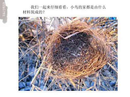13小鸟的家课件_2