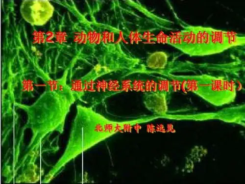 人教版教学课件福建省北师大泉州附中高中生物《通过神经系统的调节》课件(必修3)