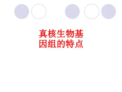 [课件]真核生物基因组的特点PPT