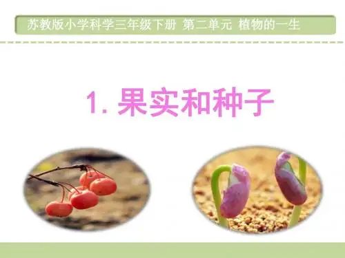 果实和种子ppt课件