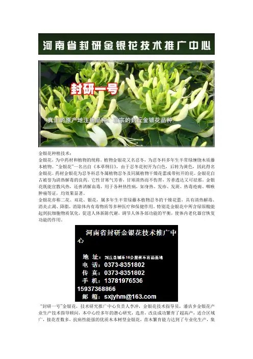 金银花种植技术