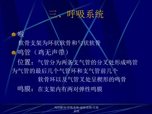 鸡的解剖-呼吸系统-泌尿系统-生殖系统