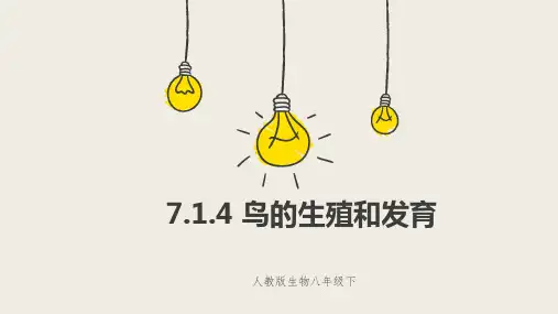 人教版生物八年级下册鸟的生殖和发育 课件