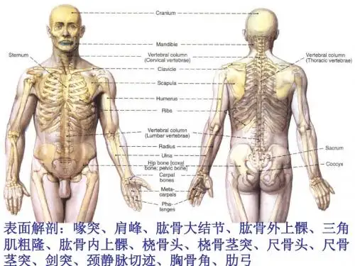 局部解剖上肢