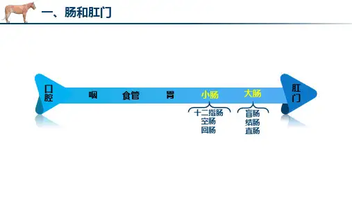 消化器官的解剖结构肠和肛门肝脏课件(共31张PPT)《畜禽解剖生理(第四版)》同步教学