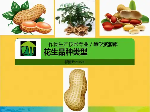 花生品种类型全套PPT