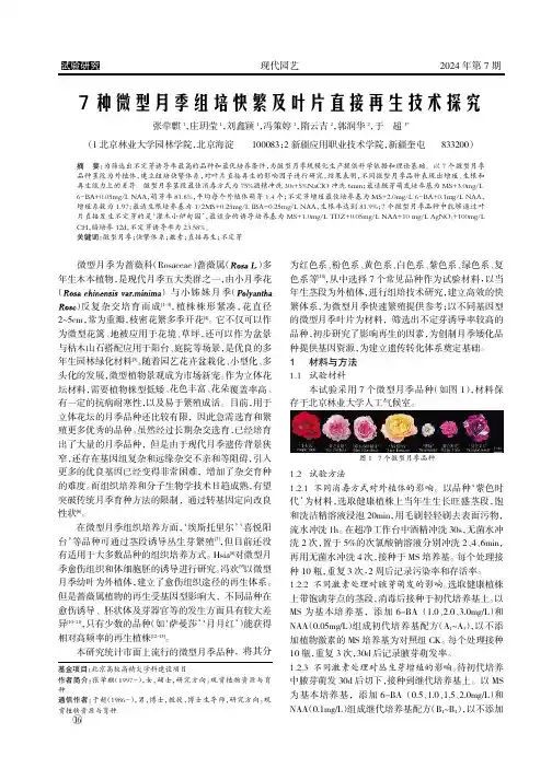 7_种微型月季组培快繁及叶片直接再生技术探究