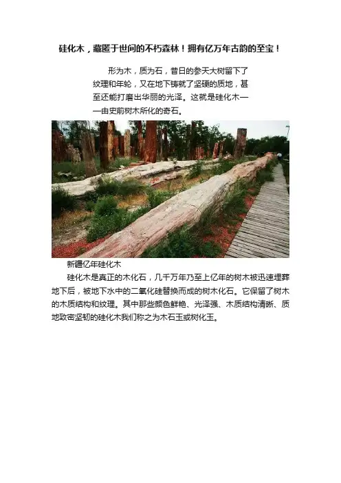 硅化木，藏匿于世间的不朽森林！拥有亿万年古韵的至宝！