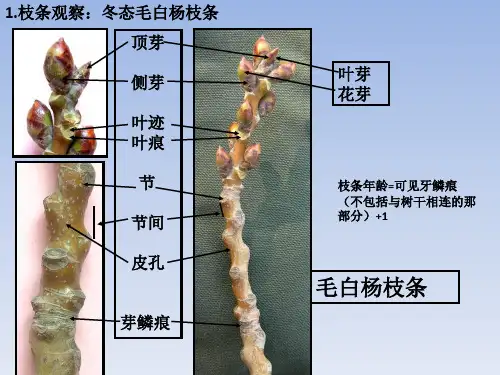 植物学实验三