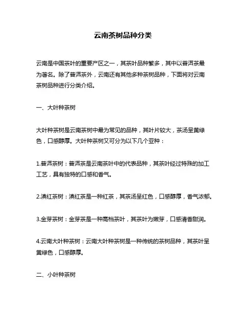 云南茶树品种分类
