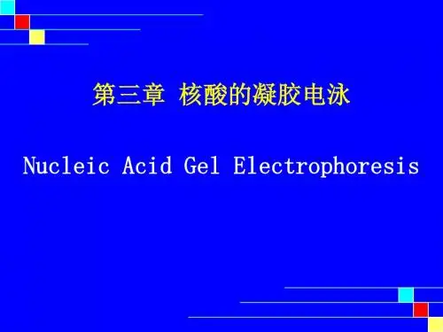 核酸凝胶电泳