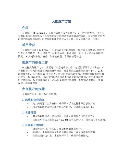 犬剖腹产方案