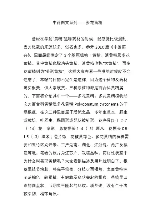 中药图文系列多花黄精