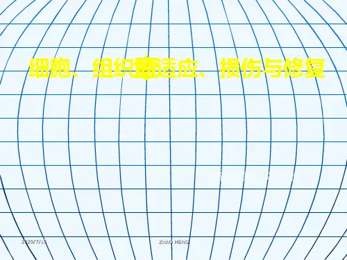 病理第二章细胞、组织适应、损伤与修复