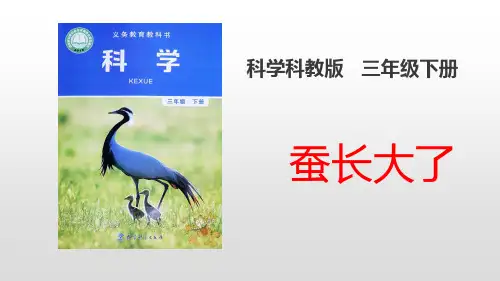 教科版小学科学三年级下册  2.3蚕长大了