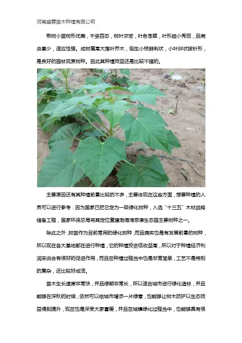 种植楸树效益怎么样