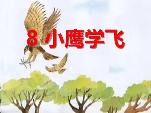《小鹰学飞》PPT课件三